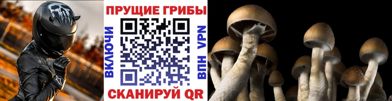 Псилоцибиновые грибы прущие грибы  Купить где  Иннополис 